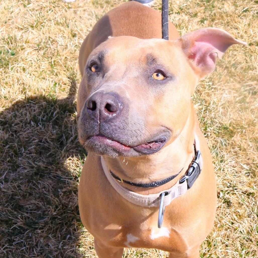 Enlarge Ellie (Lula), a Adoptable Pit Bull Terrier in Rifle, CO image 6/6