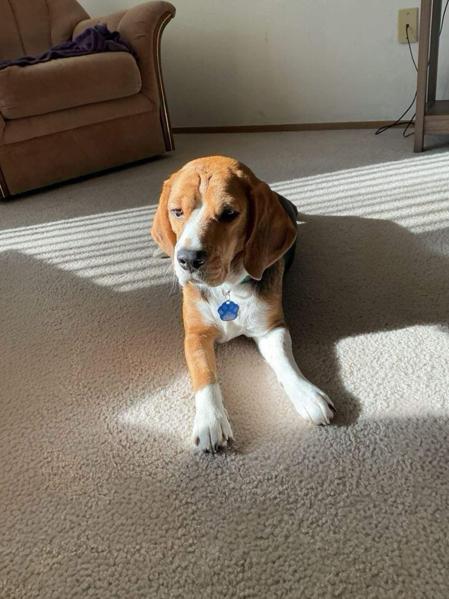 Enlarge Bentley, a Adoptable Beagle in Kent, WA image 2/3