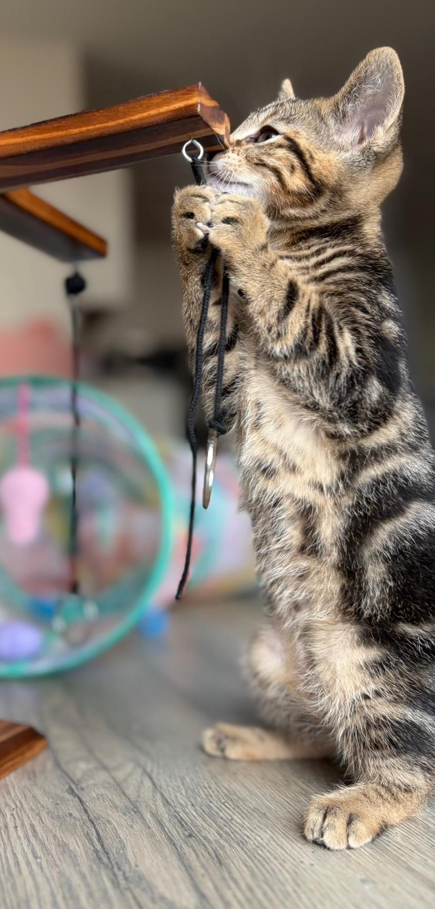 Enlarge TIFFY, an adopted Domestic Short Hair in Murfreesboro, TN image 2/2