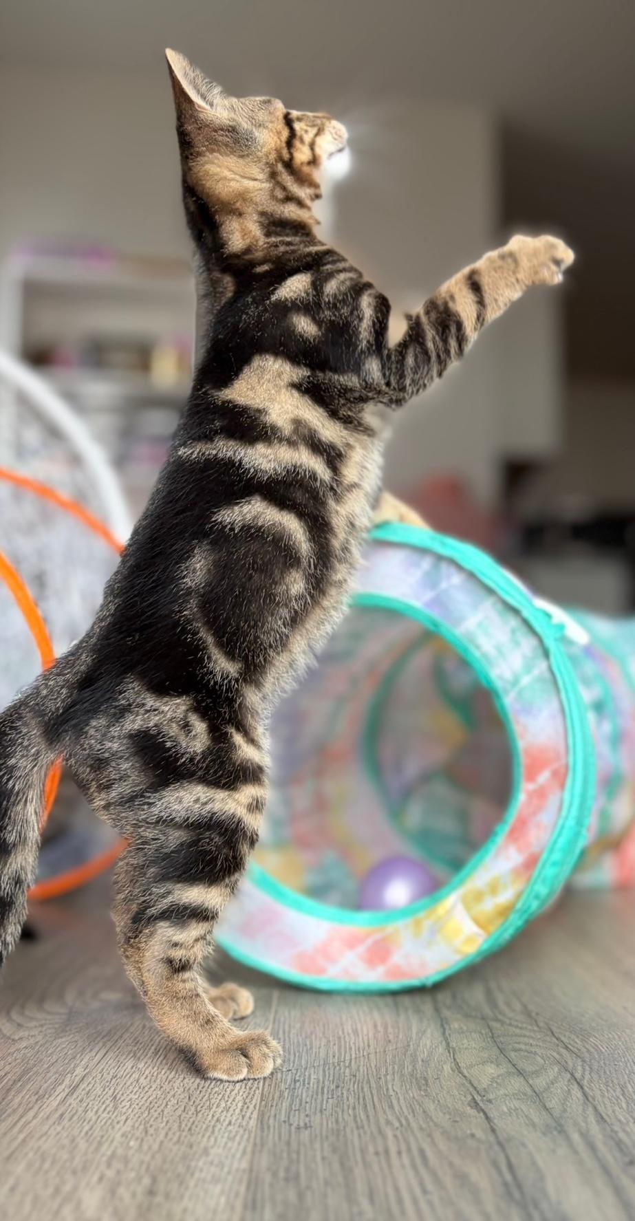 TIFFY, adopted, Kitten Female Domestic Short Hair.