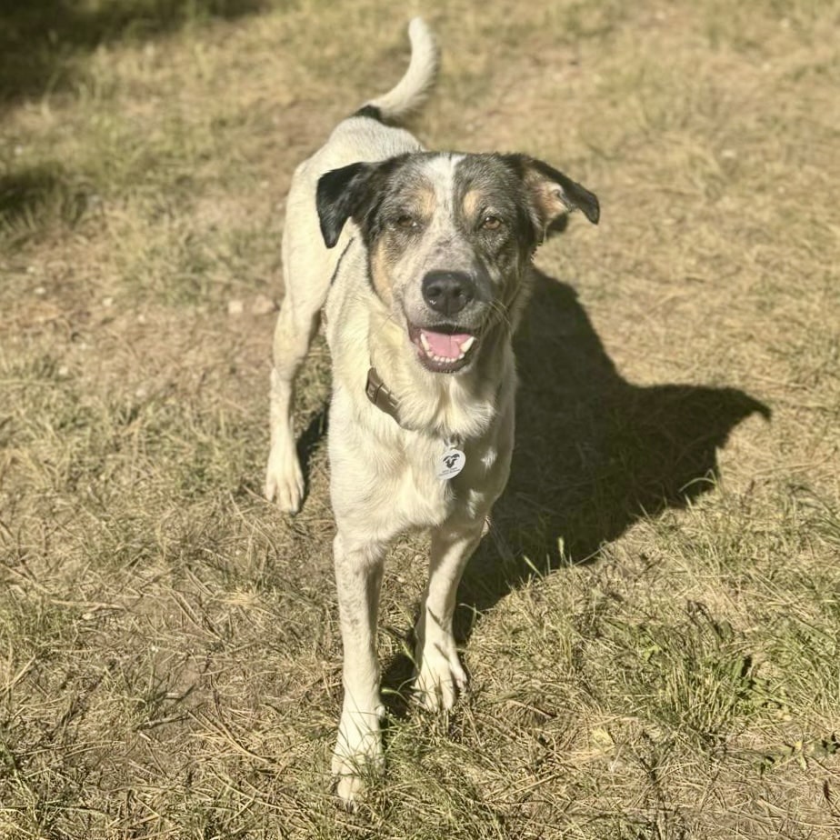 Dog for adoption Mister, a Cattle Dog Mix in Mead, CO Petfinder