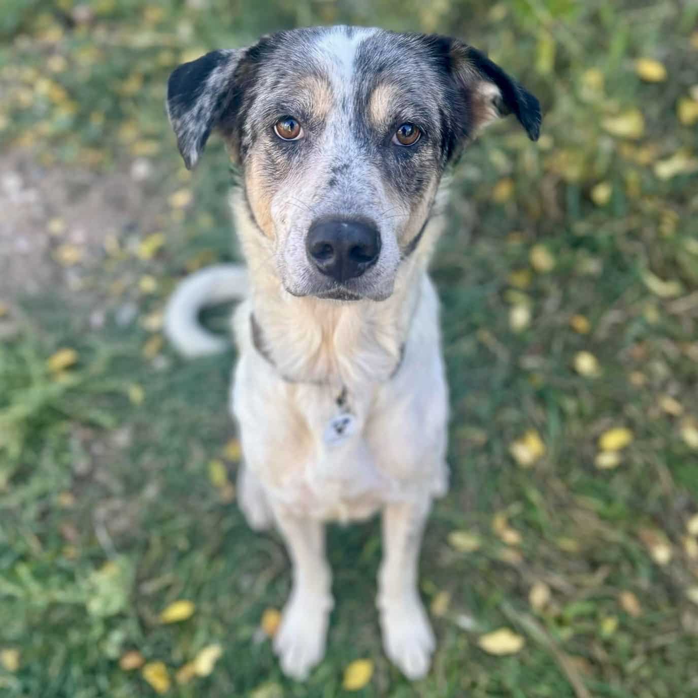 Dog for adoption Mister, a Cattle Dog Mix in Mead, CO Petfinder