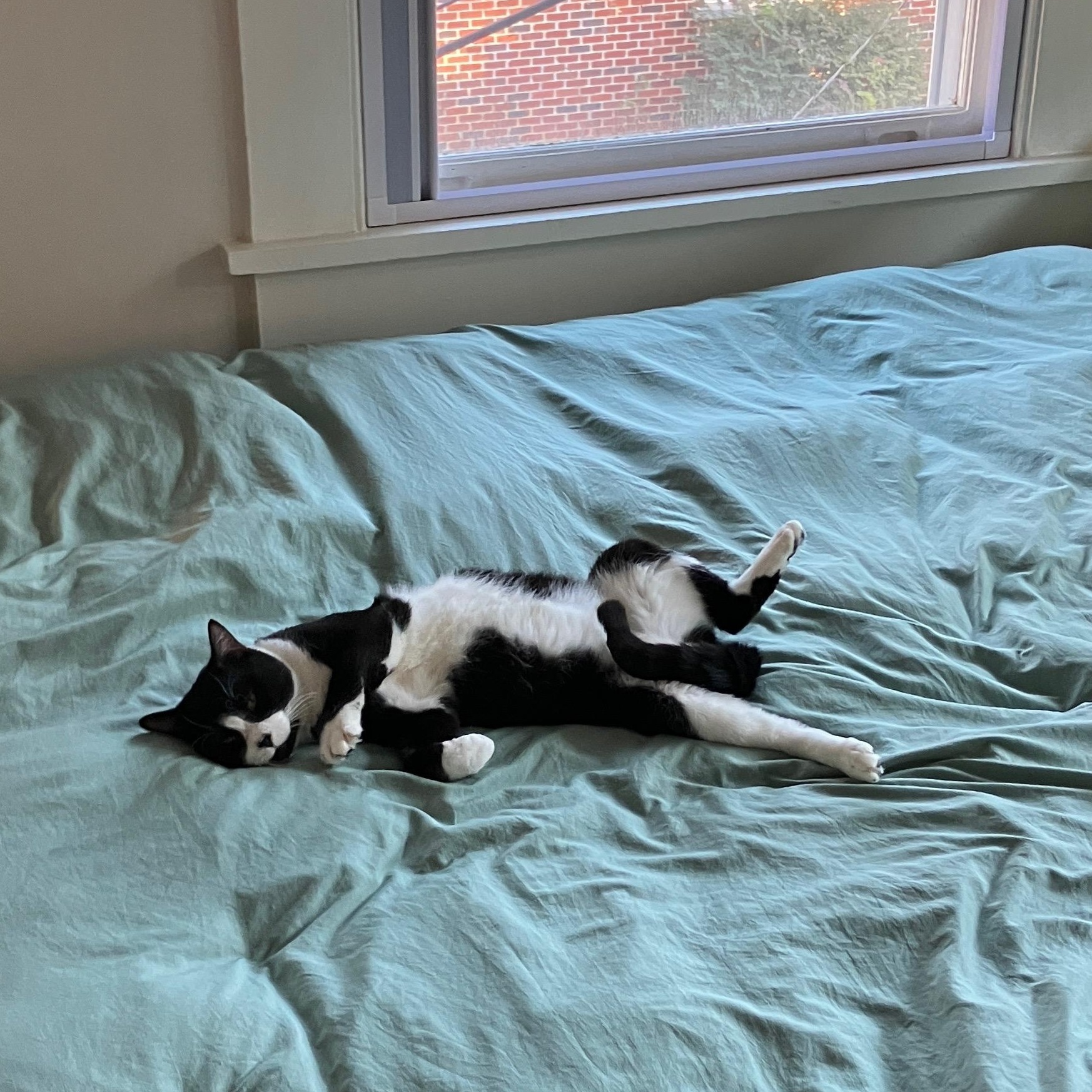 Hubert Jones , a Adoptable Domestic Short Hair in Fort Oglethorpe, GA image 5/6