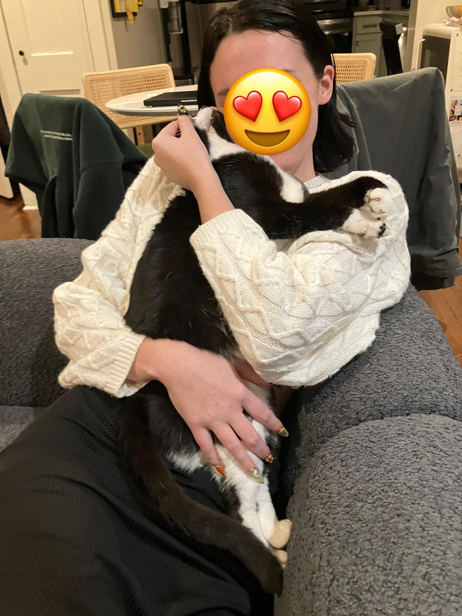 Hubert Jones , a Adoptable Domestic Short Hair in Fort Oglethorpe, GA image 6/6