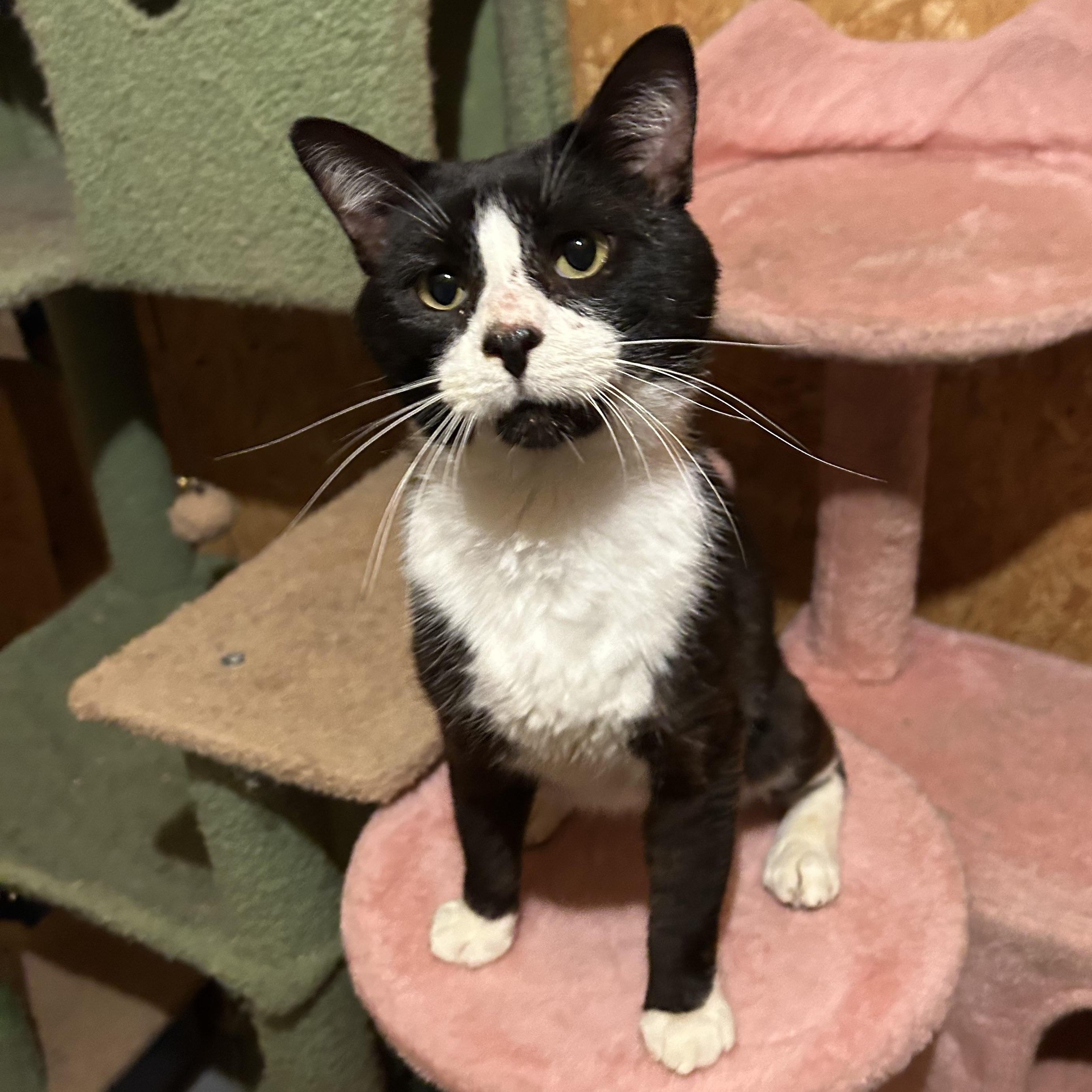 Hubert Jones , a Adoptable Domestic Short Hair in Fort Oglethorpe, GA image 3/6