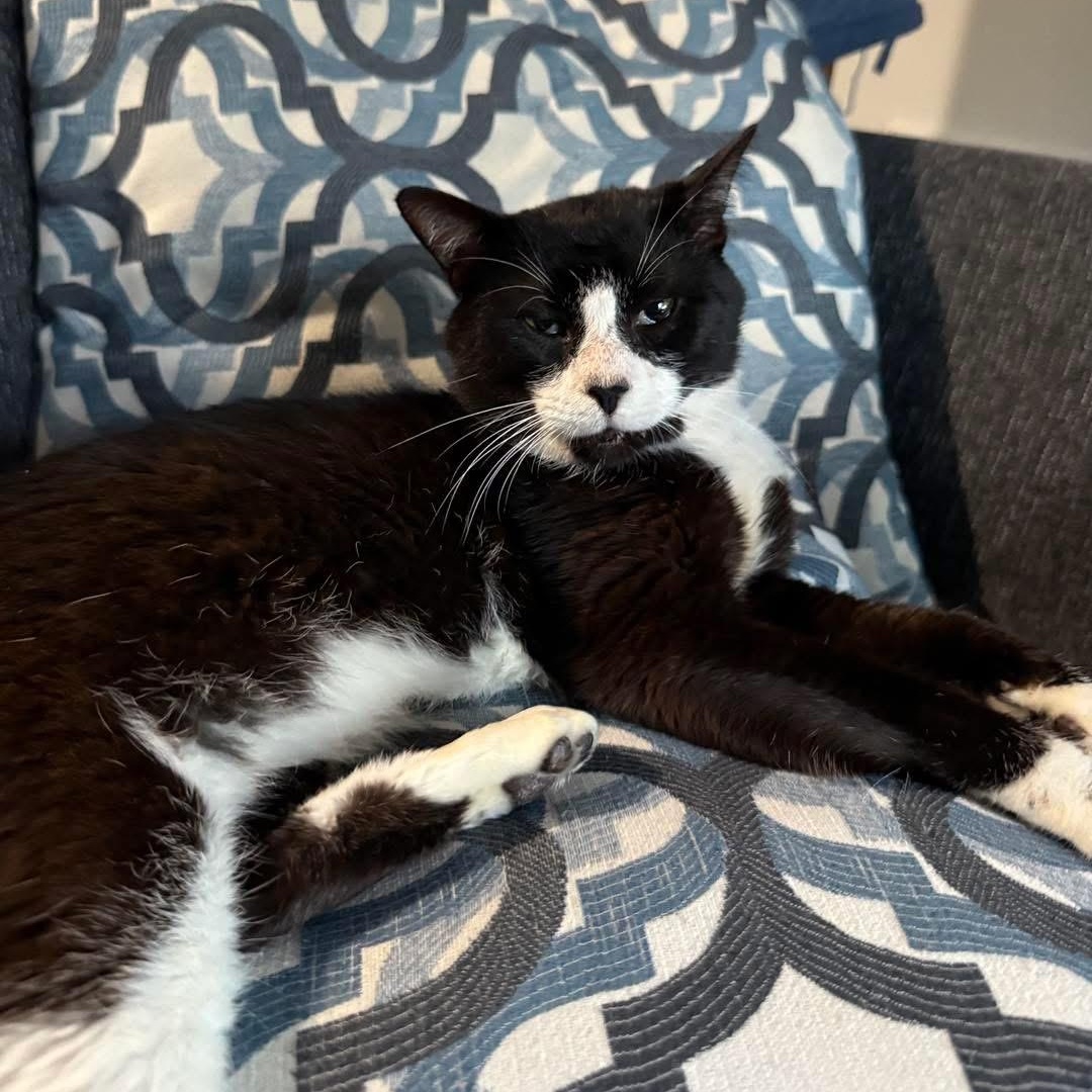 Hubert Jones , a Adoptable Domestic Short Hair in Fort Oglethorpe, GA image 4/6