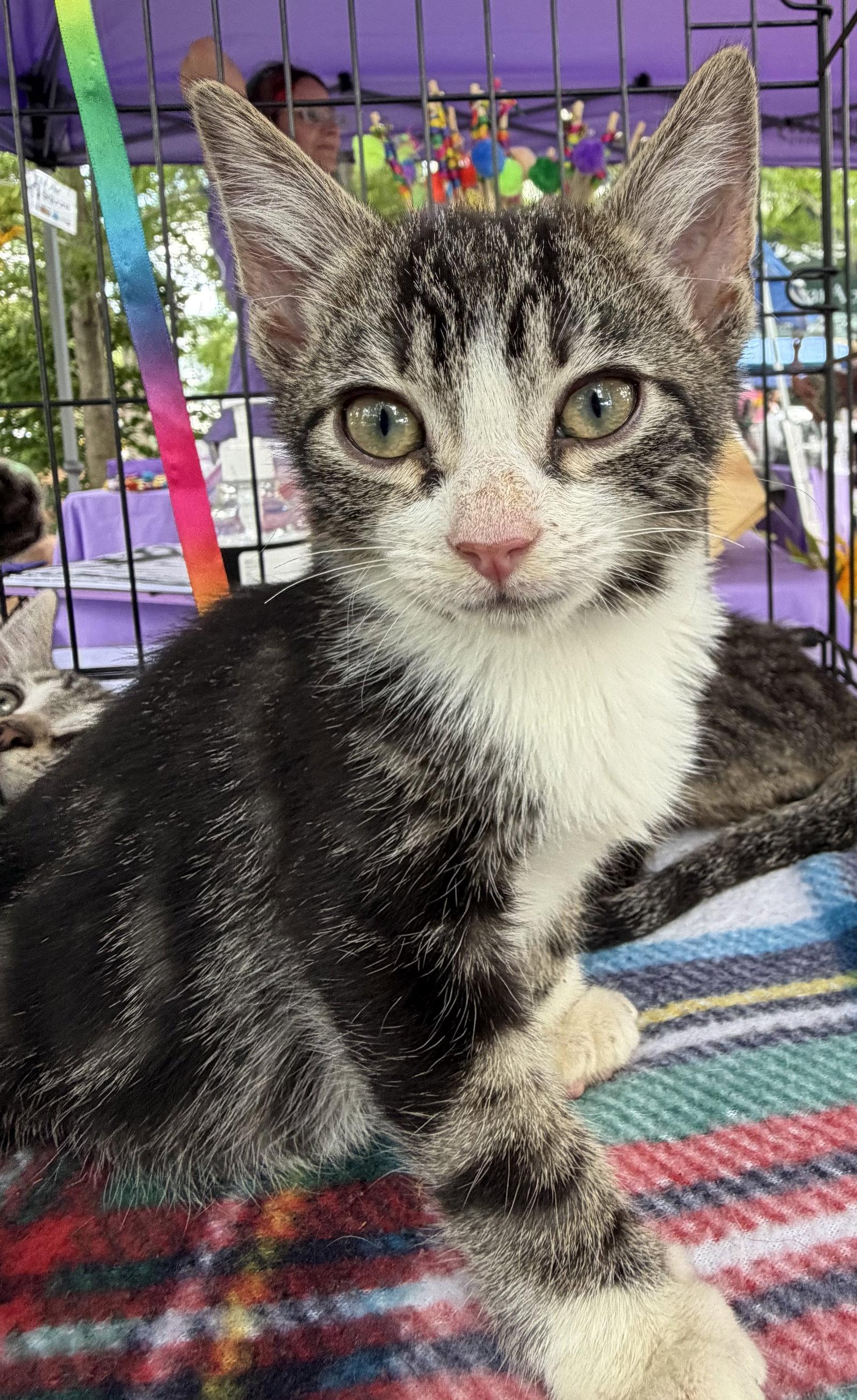 Percy, Adopted, Kitten Male Domestic Short Hair.
