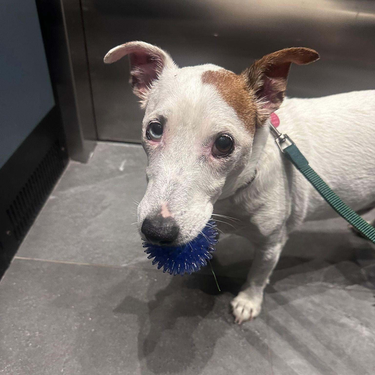 Damon, a Adoptable mixed breed image 2/6