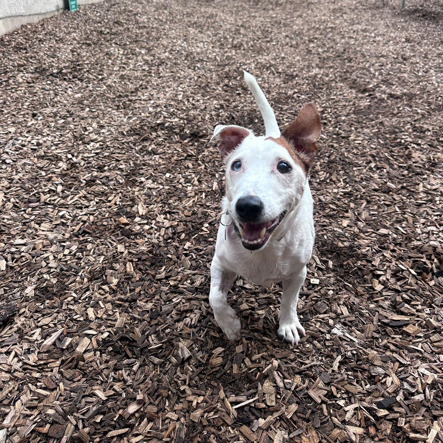 Damon, a Adoptable mixed breed image 3/6