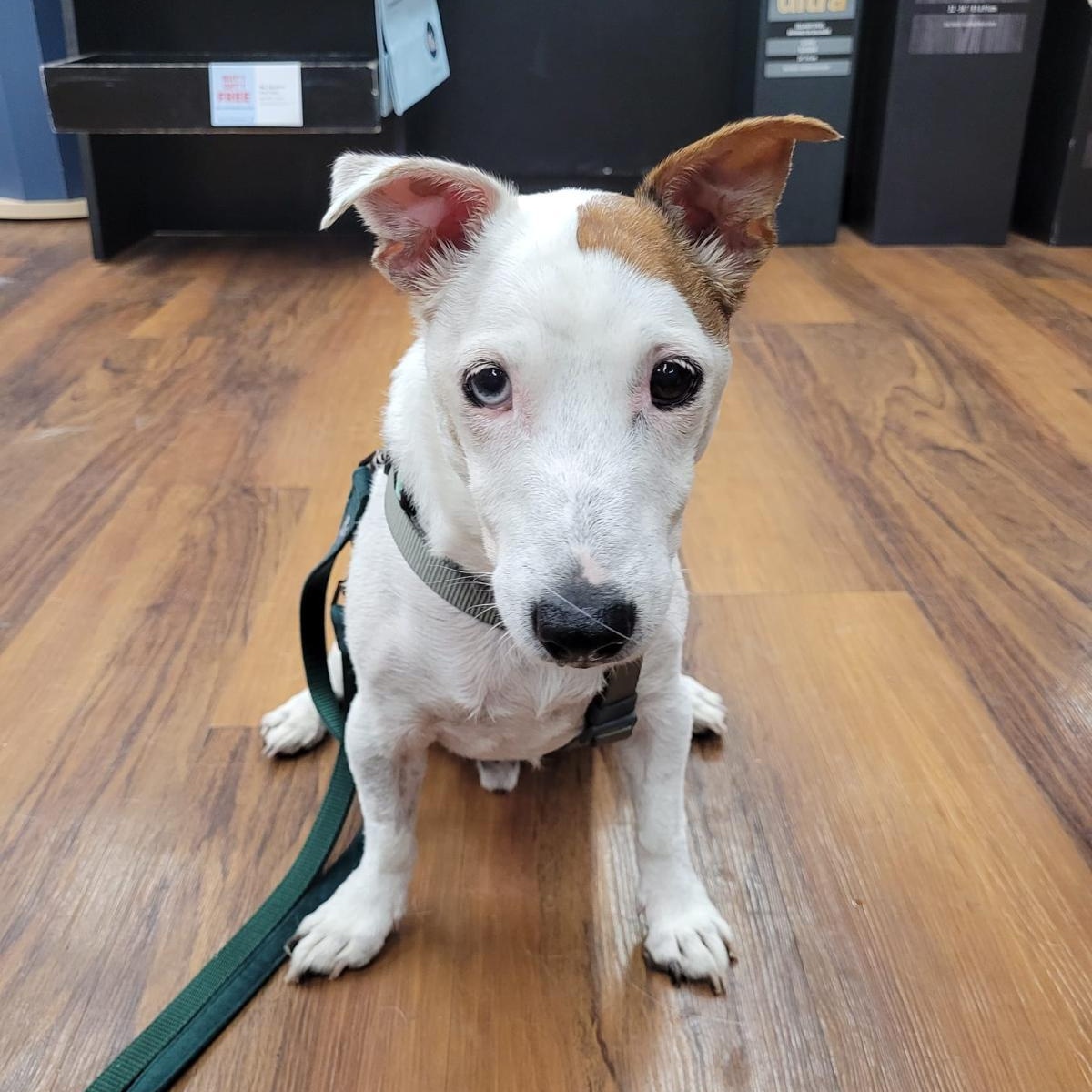 Damon, a Adoptable mixed breed image 4/6