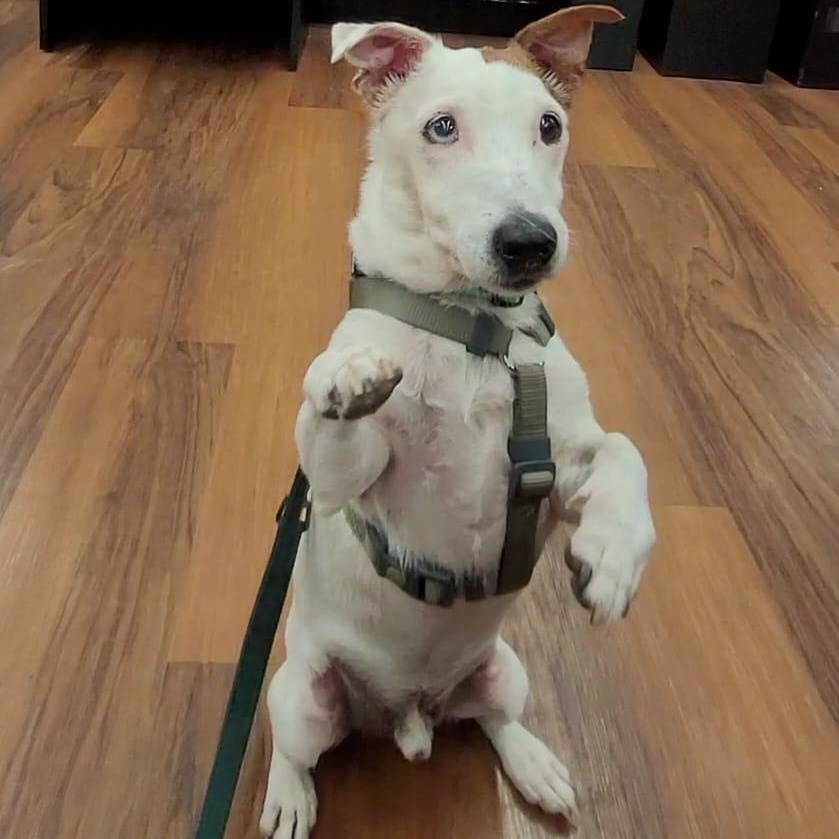 Damon, a Adoptable mixed breed image 5/6