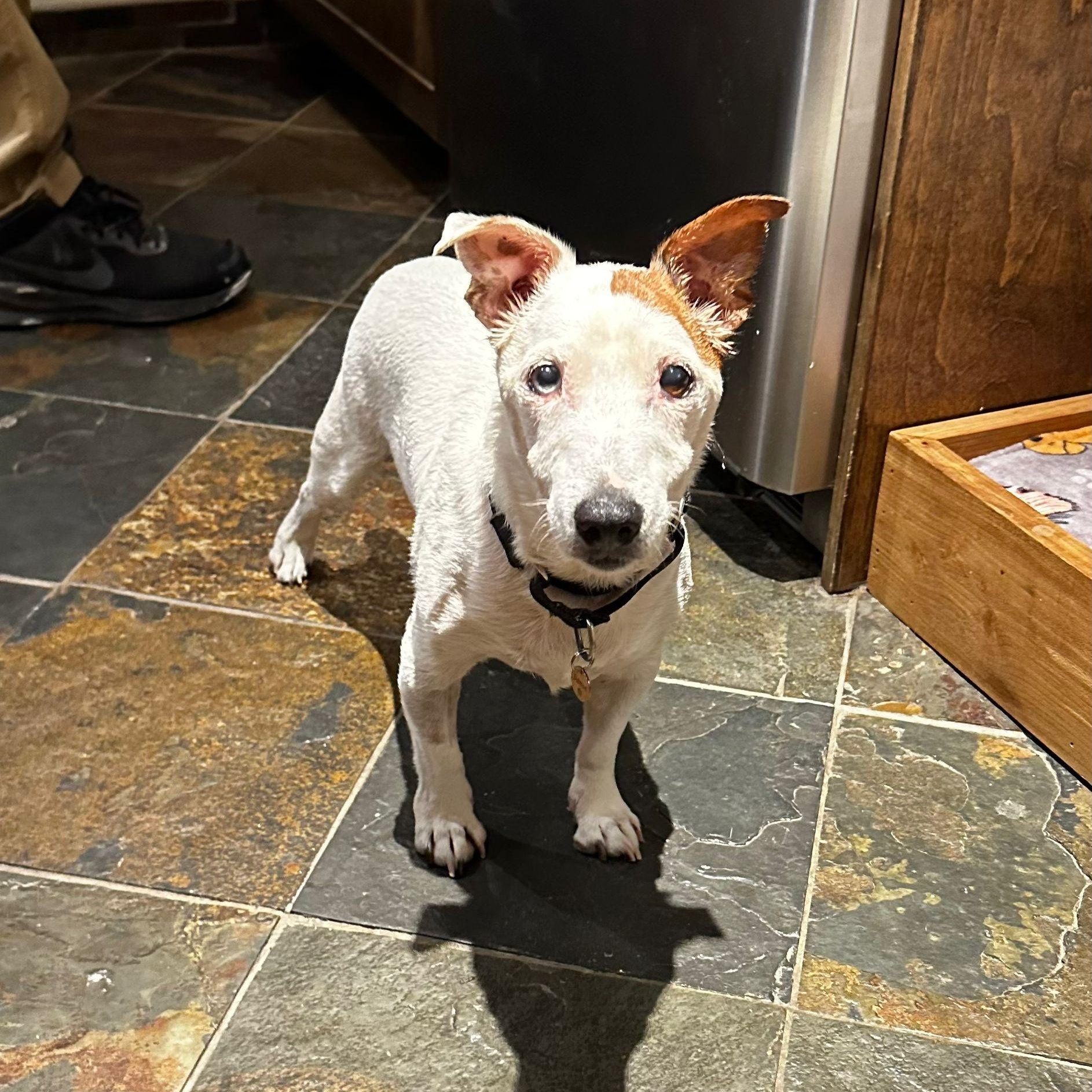 Damon, a Adoptable mixed breed image 1/6