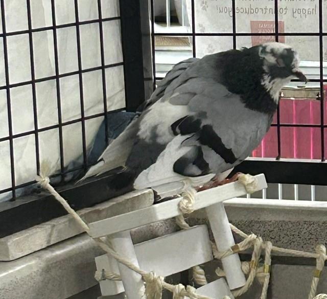 Enlarge SMIDGEN, a Adoptable Pigeon in Dedham, MA image 1/1