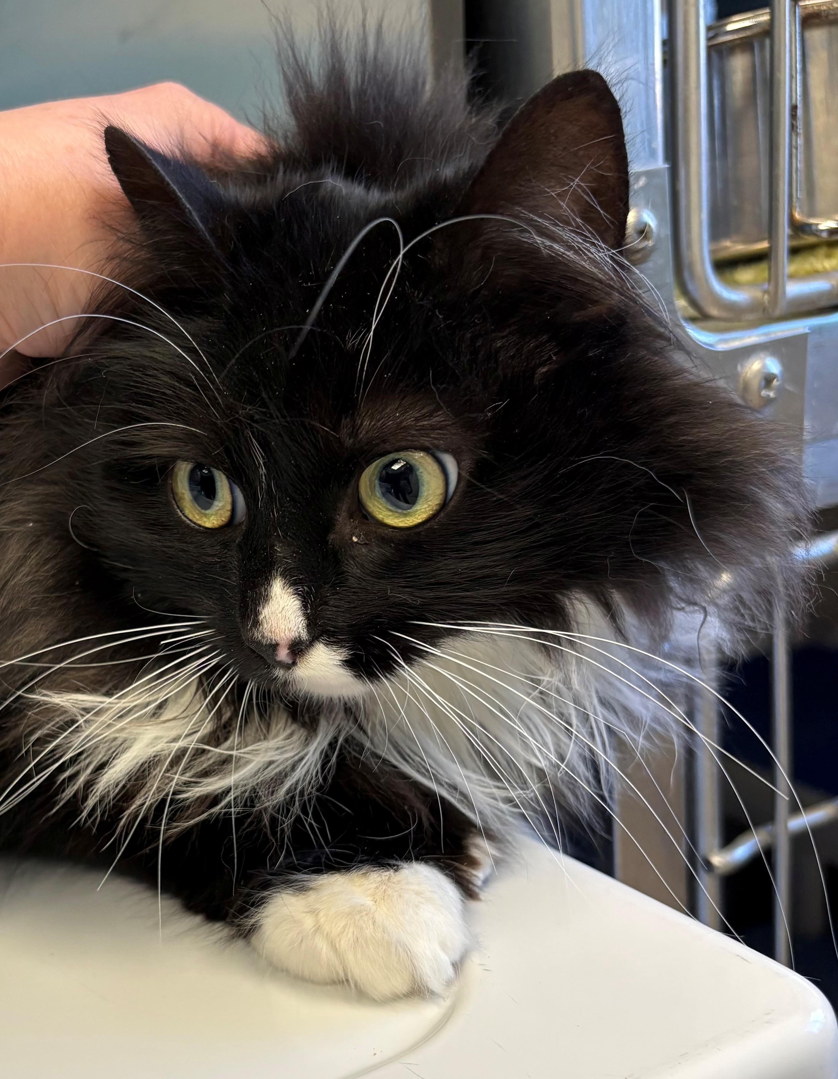 Enlarge Summer, an adopted Domestic Medium Hair in Kingston, MA image 3/3