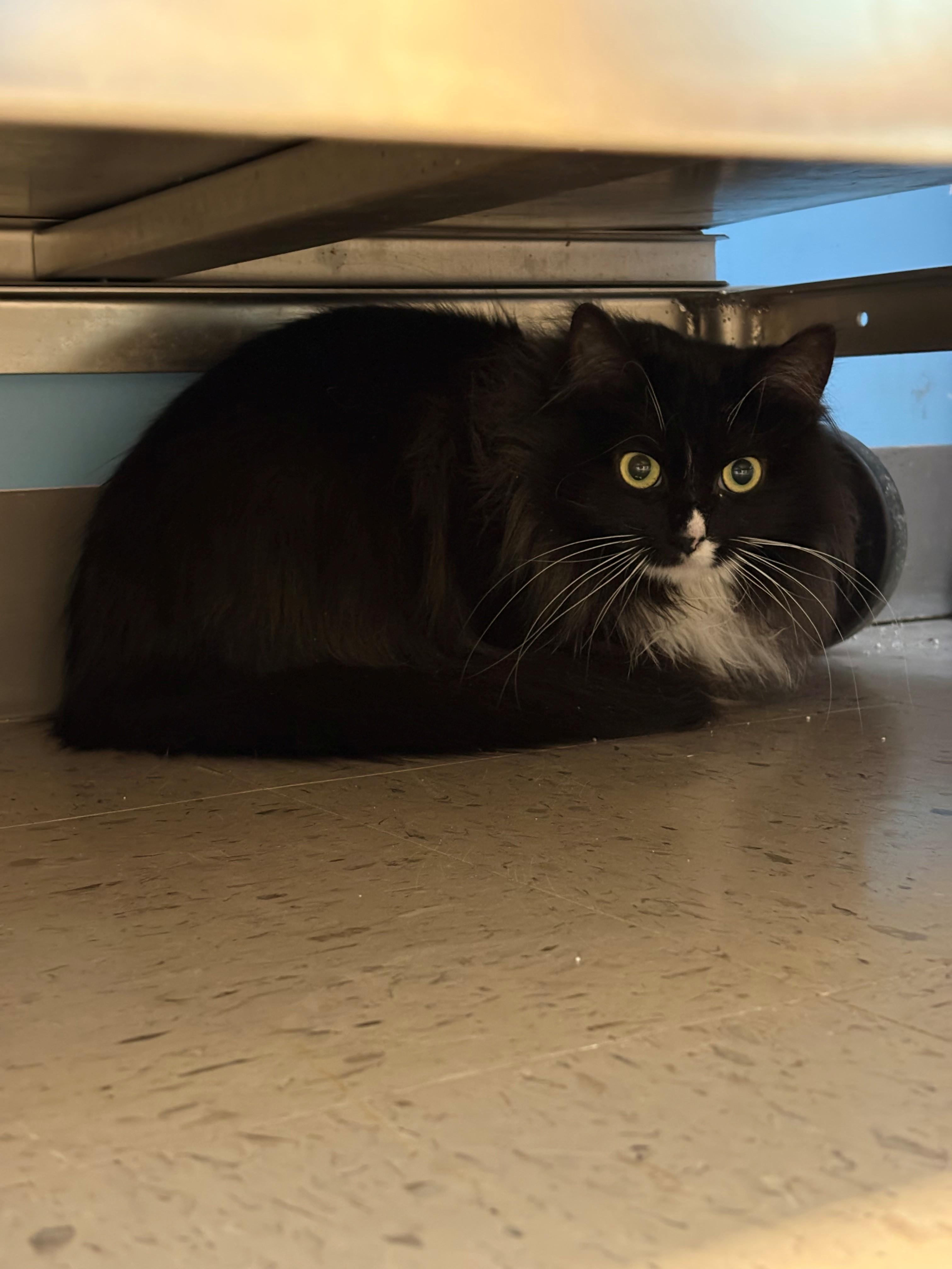 Summer, adopted, Young Female Domestic Medium Hair.