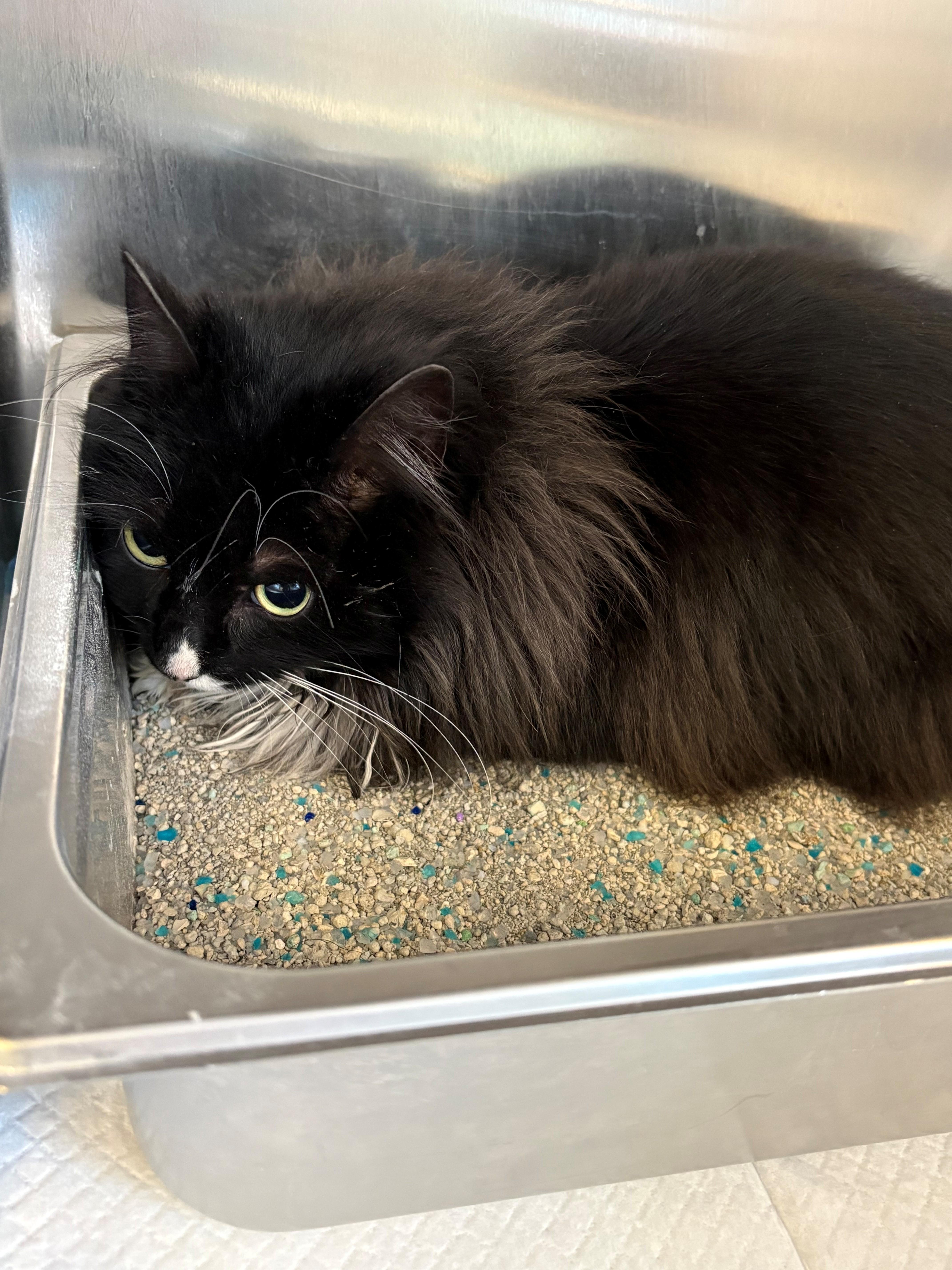 Enlarge Summer, an adopted Domestic Medium Hair in Kingston, MA image 2/3