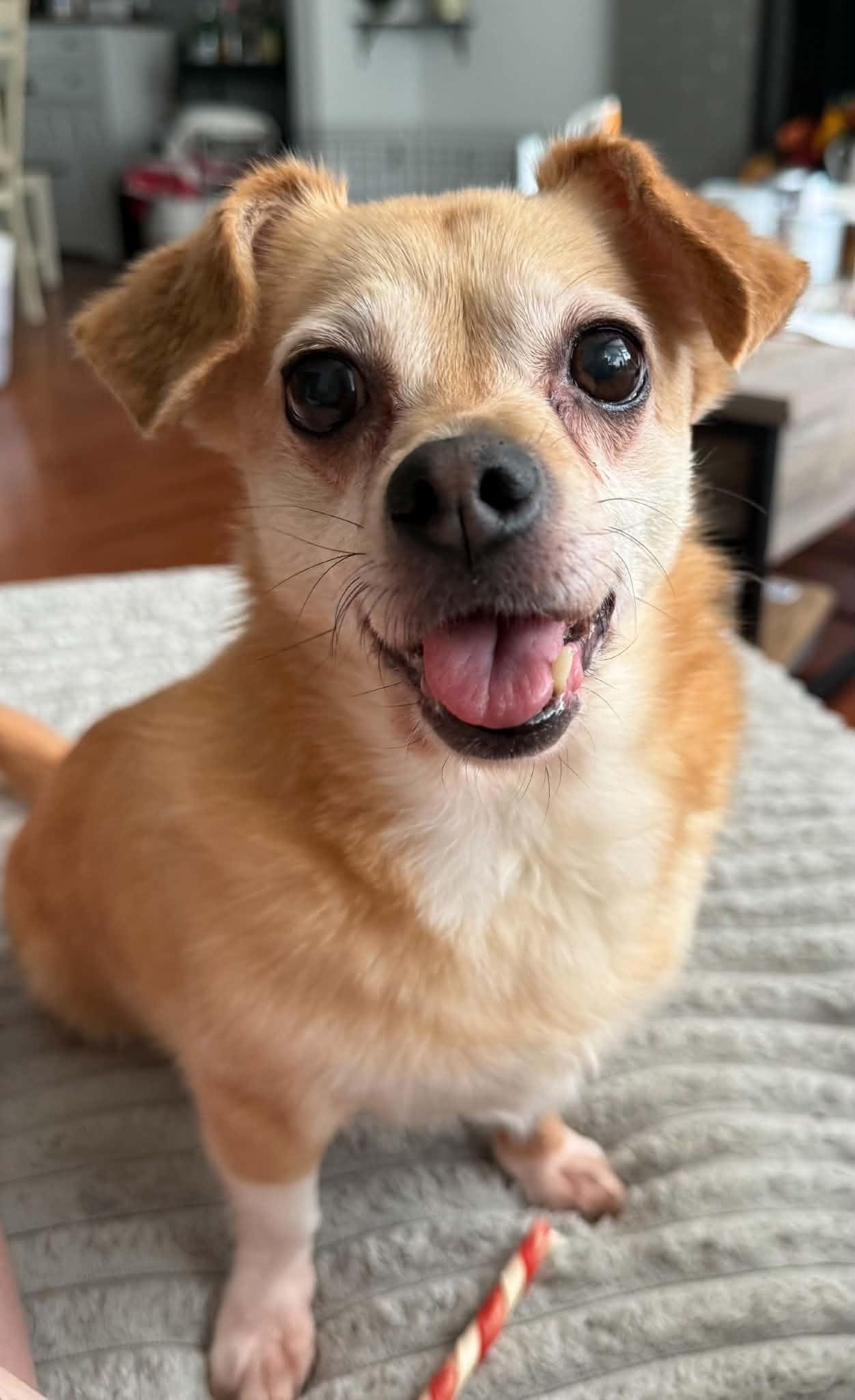 Suzie & Blanca, Adoptable, Senior Female Chihuahua & Dachshund.