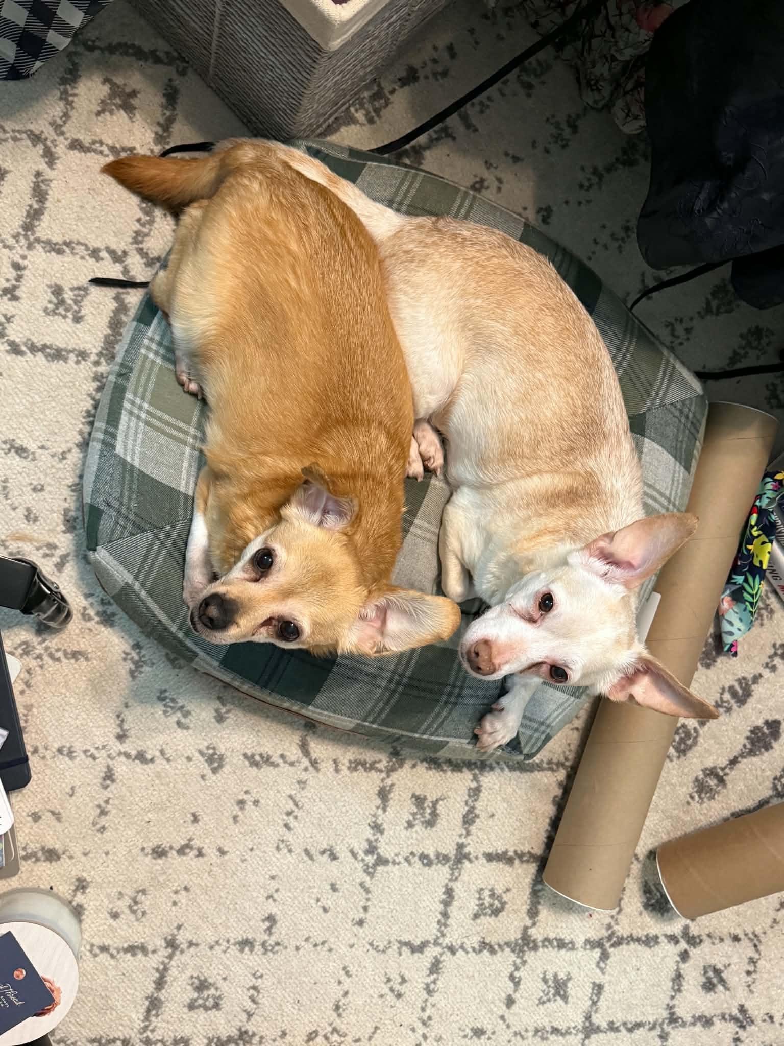 Enlarge Suzie & Blanca, a Adoptable mixed breed in Catasauqua, PA image 2/3