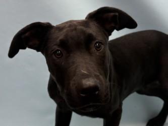 Enlarge Atlas, a Adoptable mixed breed in Woodbury, MN image 1/1
