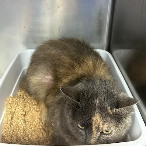 Rascal, Adoptable, Adult Female Domestic Long Hair.