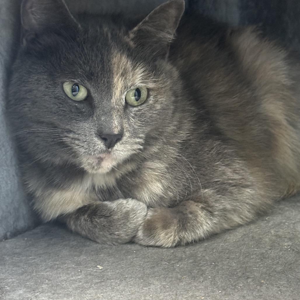 Rascal, a Adoptable Domestic Long Hair in Coos Bay, OR image 2/2