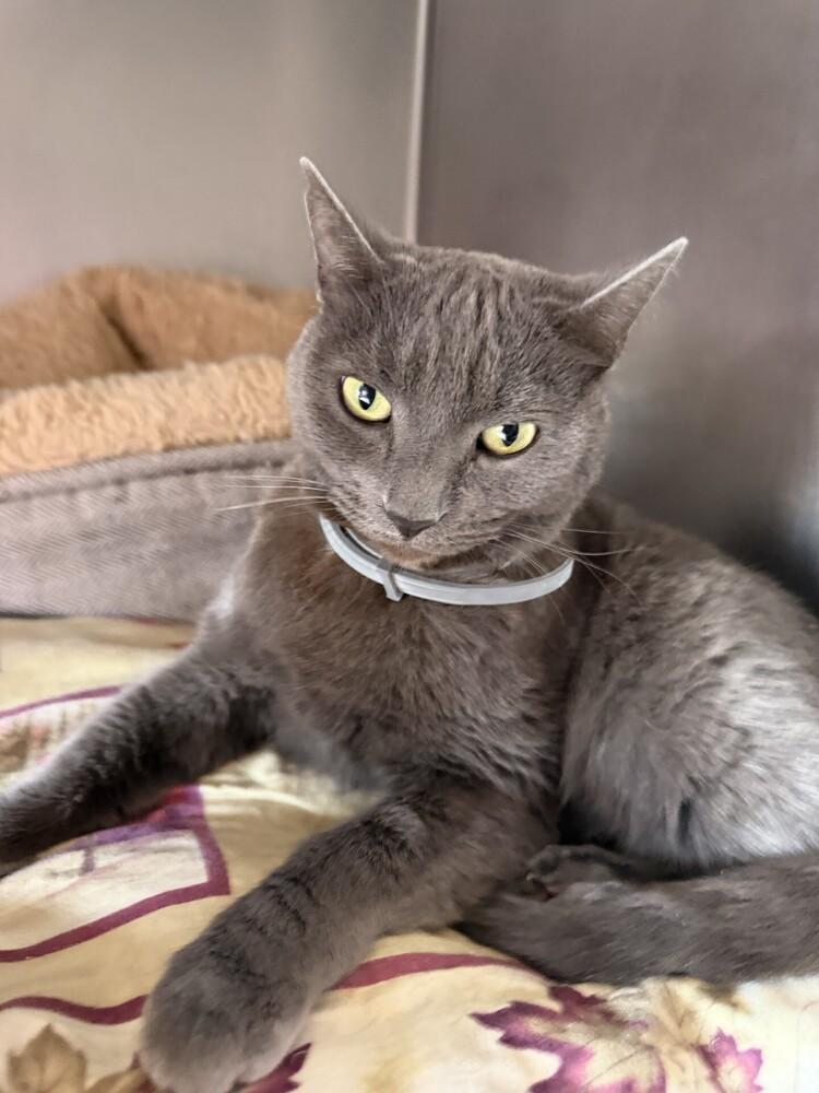 Hissy elliot, Adoptable, Adult Female Domestic Short Hair.