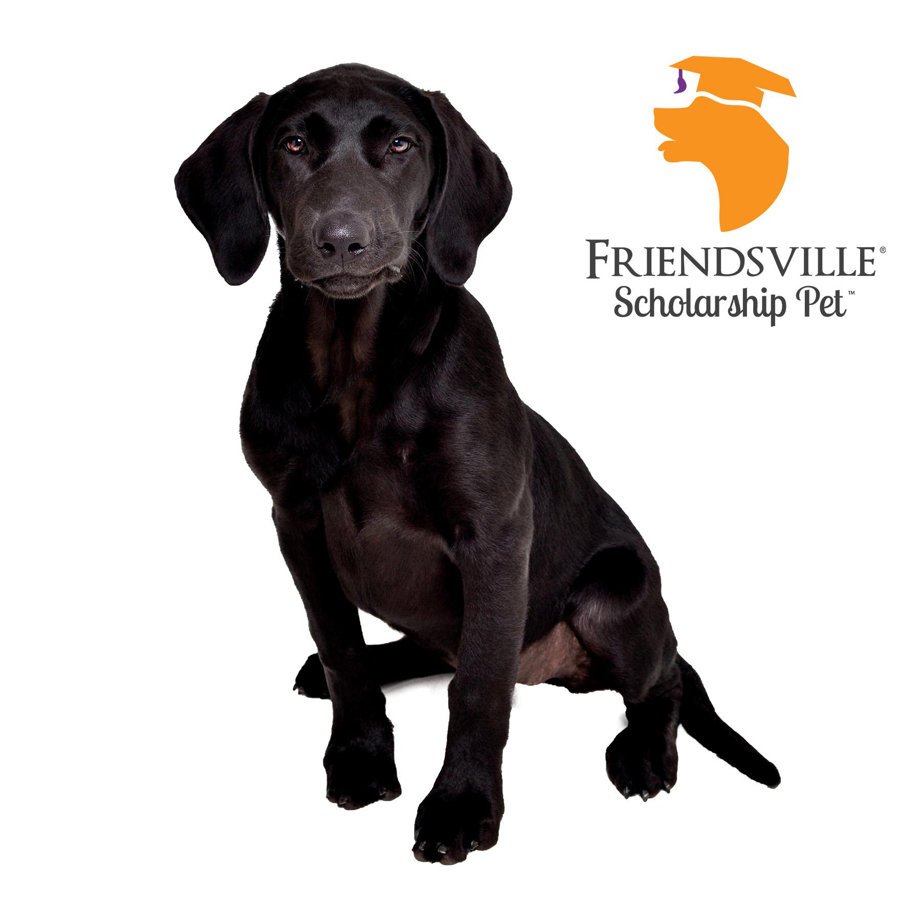 Enlarge Rosie, a Adoptable Black Labrador Retriever in Friendsville, TN image 1/1