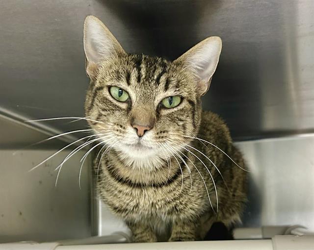 LUCY, Adoptable, Young Female Domestic Short Hair.