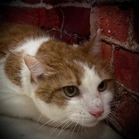 Enlarge Cooper, a Adoptable mixed breed in Pittsfield, IL image 2/3