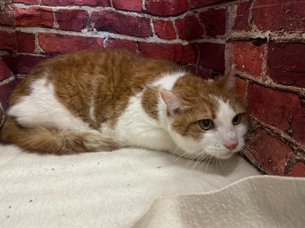 Enlarge Cooper, a Adoptable mixed breed in Pittsfield, IL image 3/3