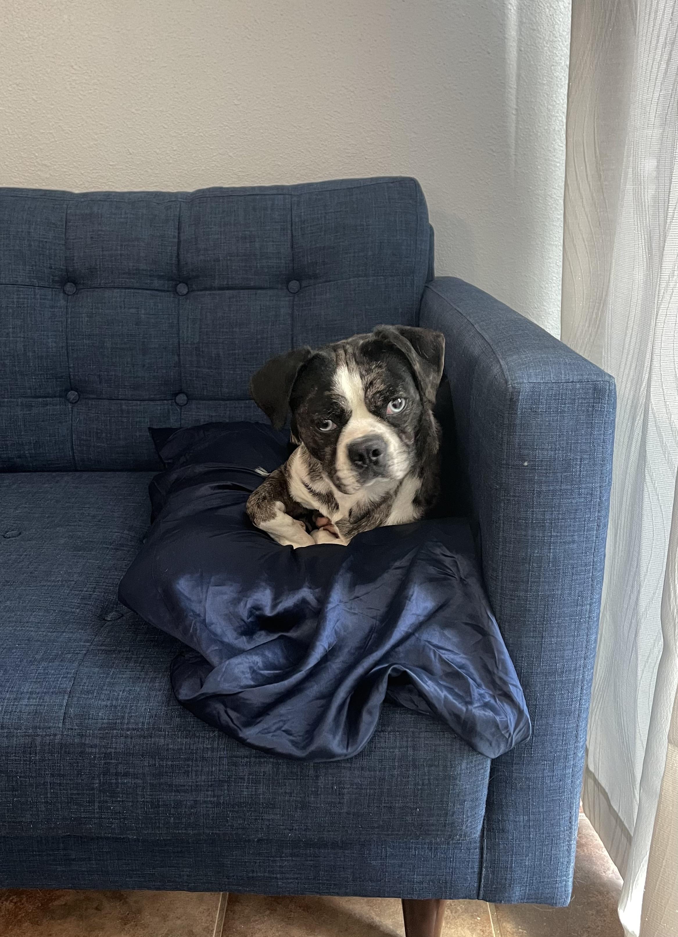 Enlarge Rose, a Adopted mixed breed in Pflugerville, TX image 1/4