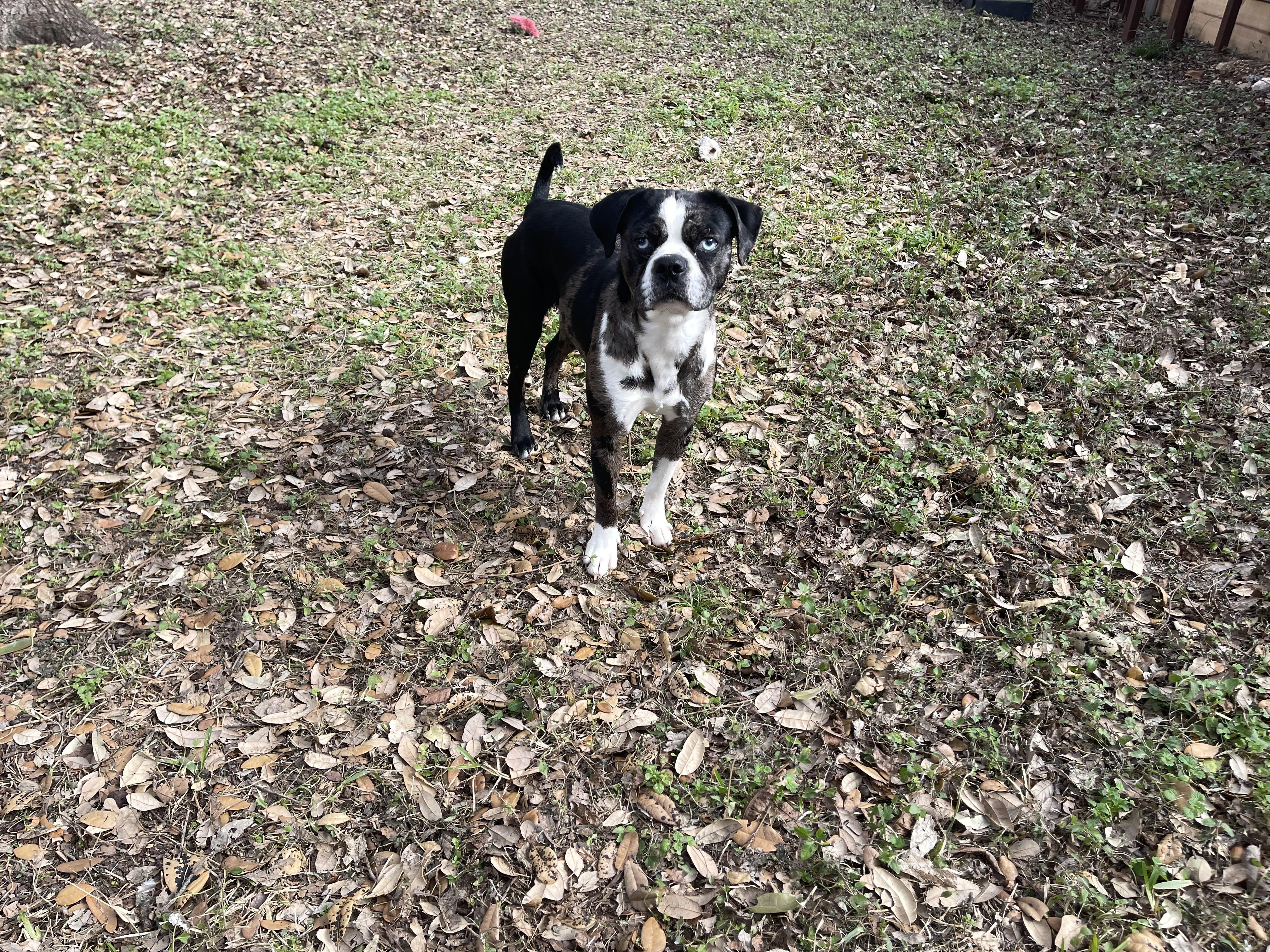 Rose, Adopted, Young Female Boston Terrier & Pug.