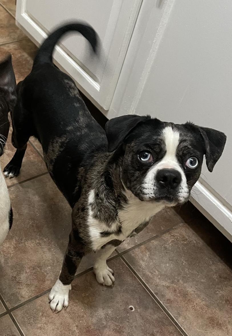 Enlarge Rose, a Adopted mixed breed in Pflugerville, TX image 3/4