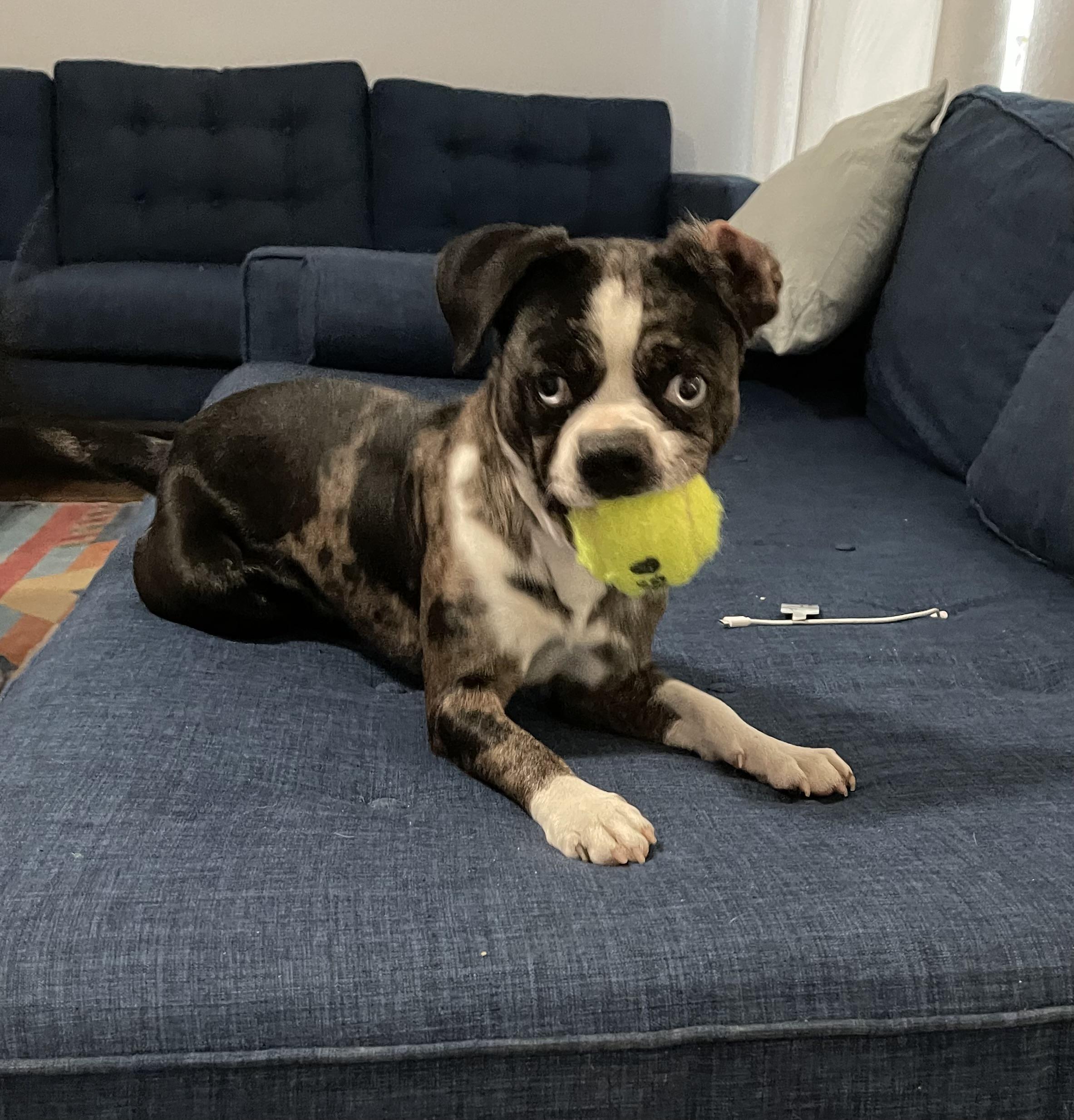Enlarge Rose, a Adopted mixed breed in Pflugerville, TX image 4/4