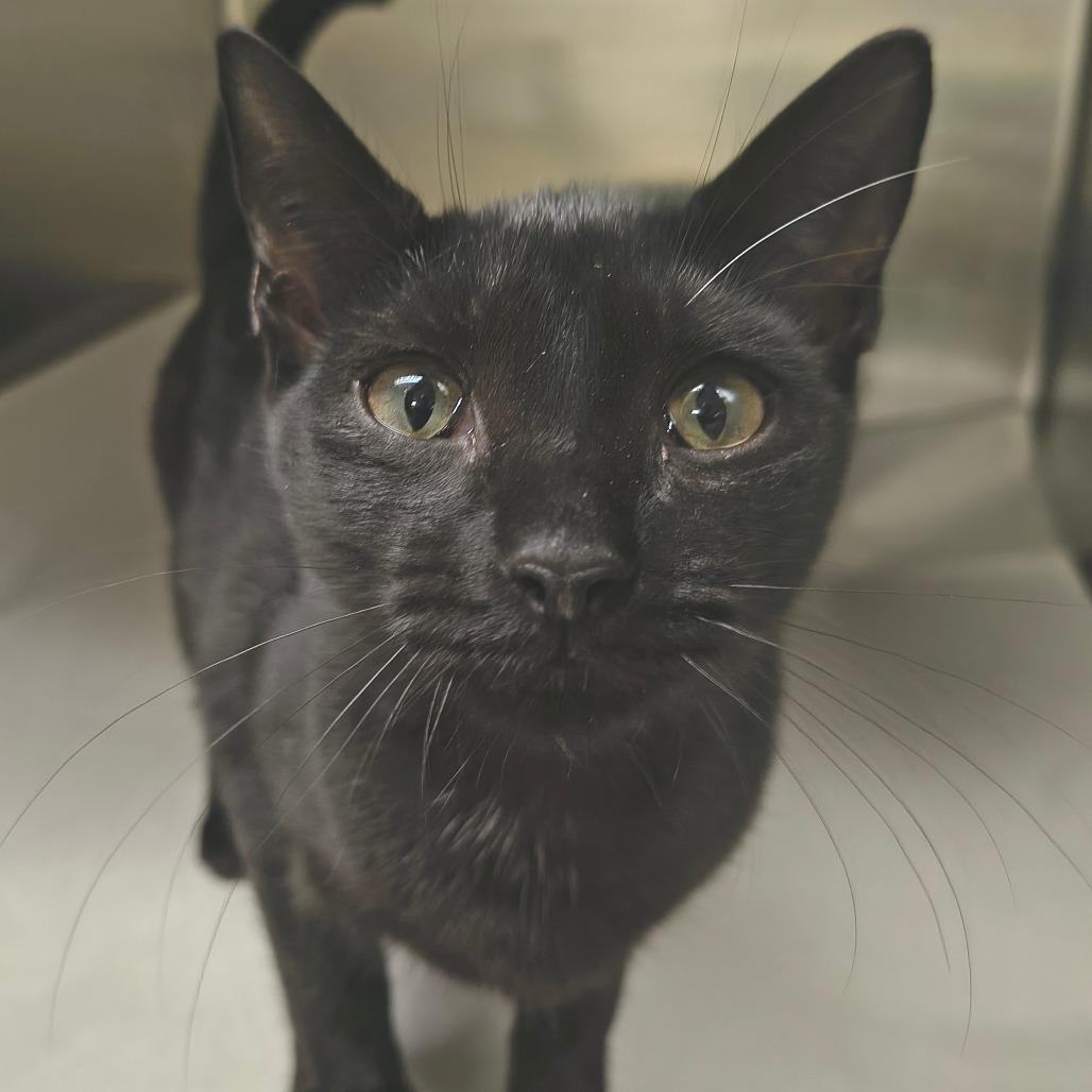 Aang, Adoptable, Young Female Domestic Short Hair.