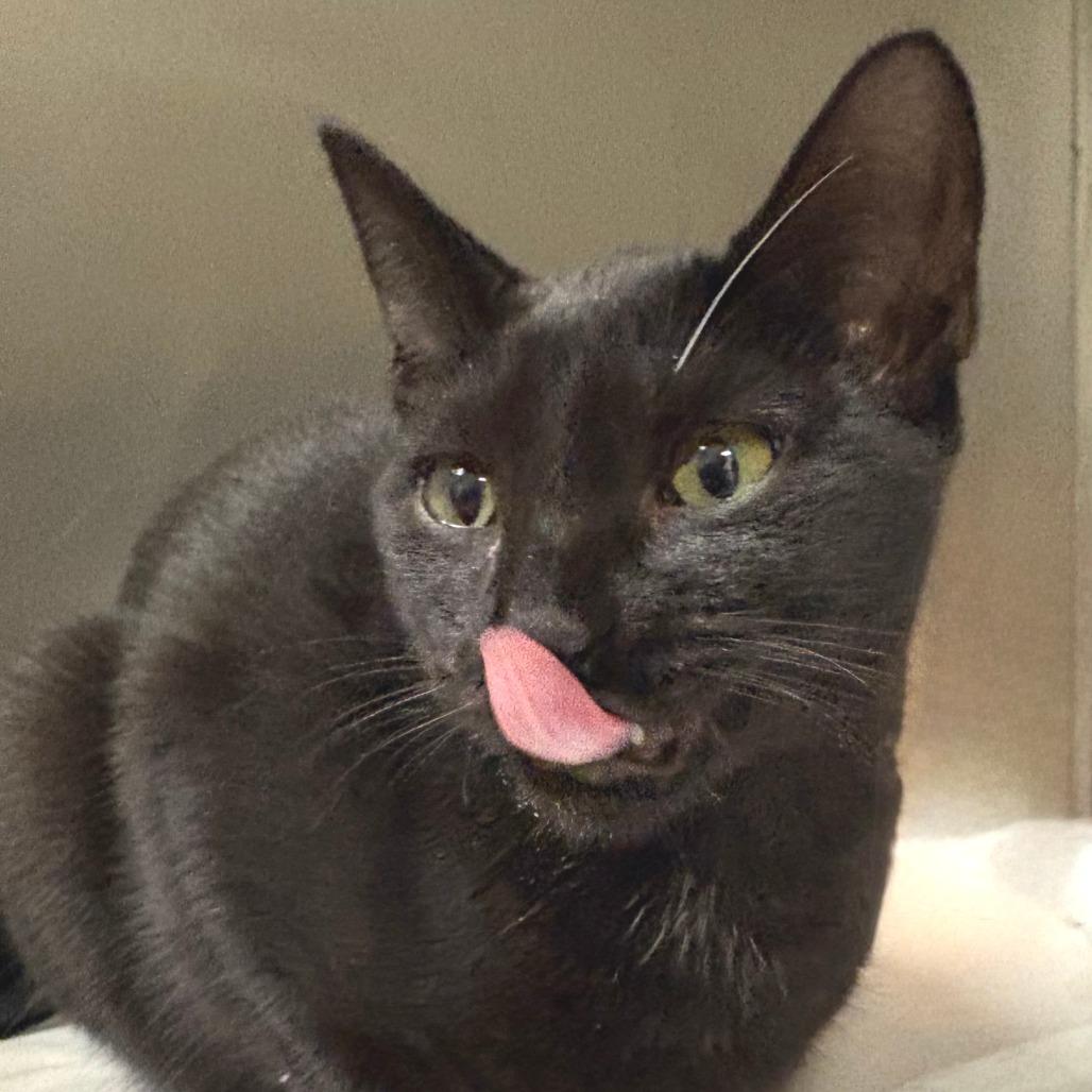 Enlarge Aang, a Adoptable Domestic Short Hair in East Hampton, NY image 2/4