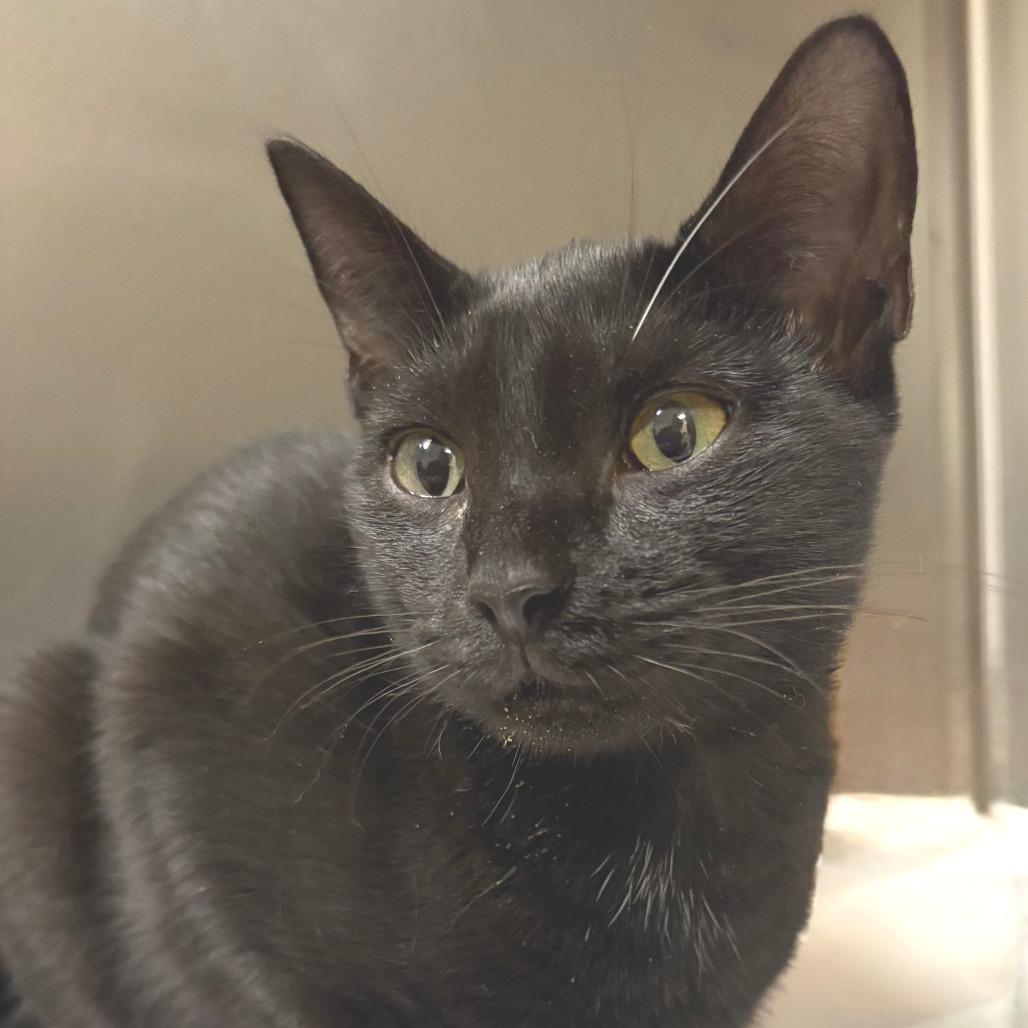 Enlarge Aang, a Adoptable Domestic Short Hair in East Hampton, NY image 3/4
