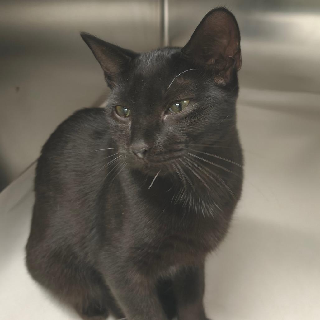 Enlarge Aang, a Adoptable Domestic Short Hair in East Hampton, NY image 4/4