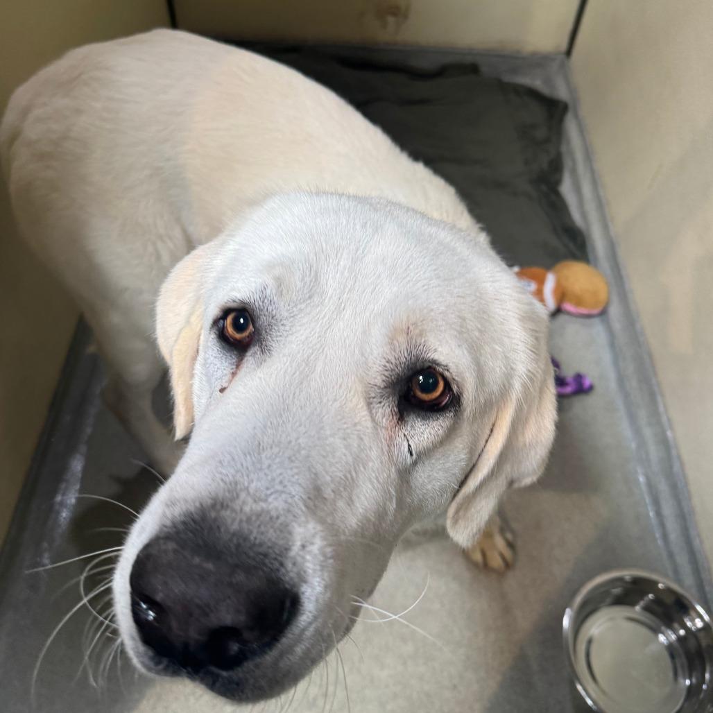 Hilda (C000-705) - Chino Hills Location, Adoptable, Adult Female Great Pyrenees.