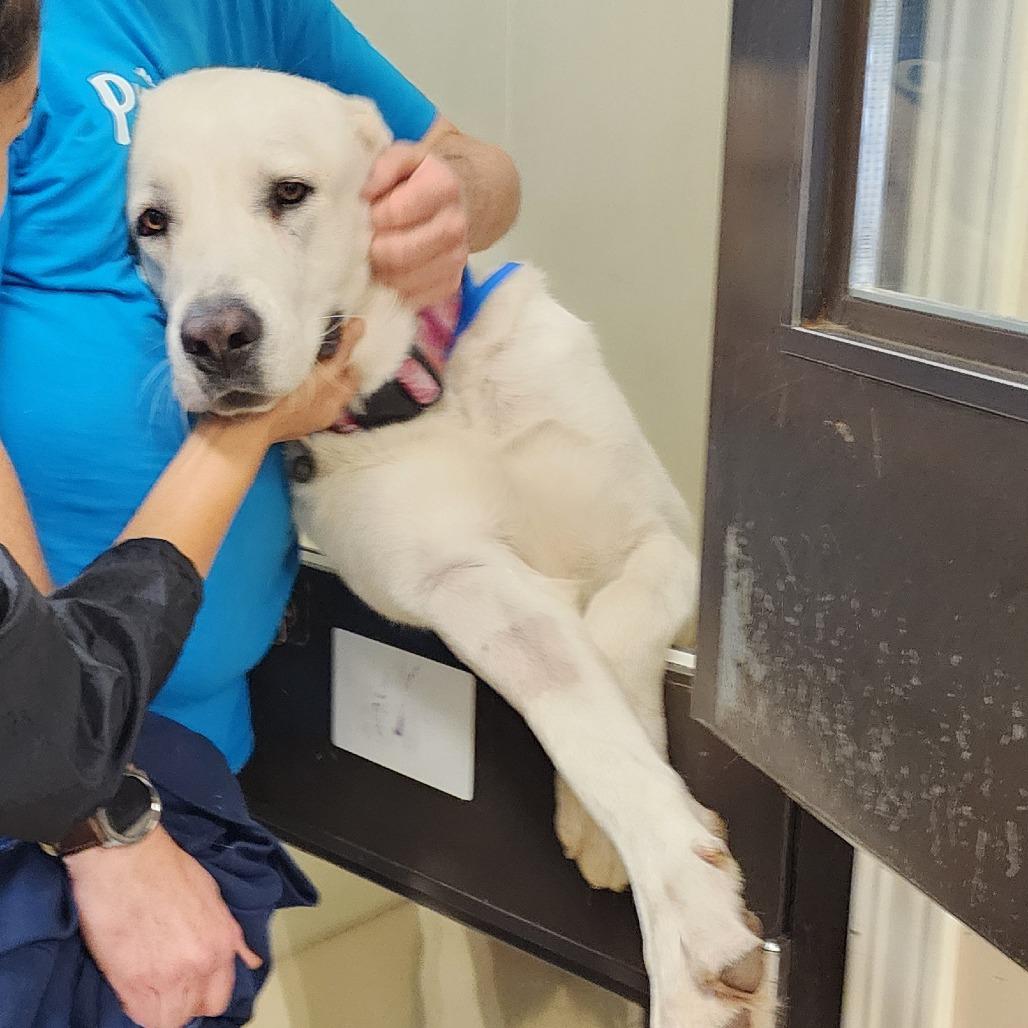 Enlarge Hilda (C000-705) - Chino Hills Location, a Adoptable Great Pyrenees in Chino Hills, CA image 2/6