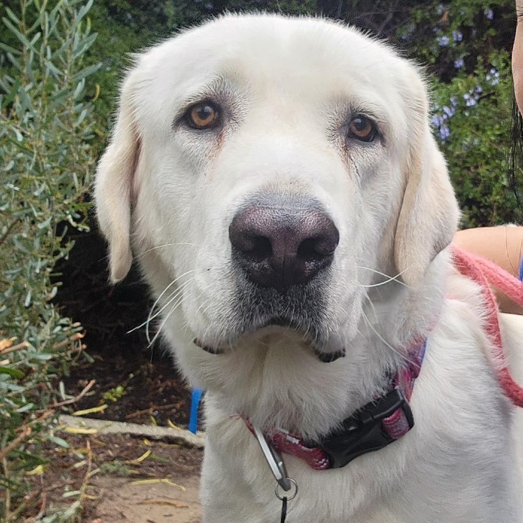 Enlarge Hilda (C000-705) - Chino Hills Location, a Adoptable Great Pyrenees in Chino Hills, CA image 3/6