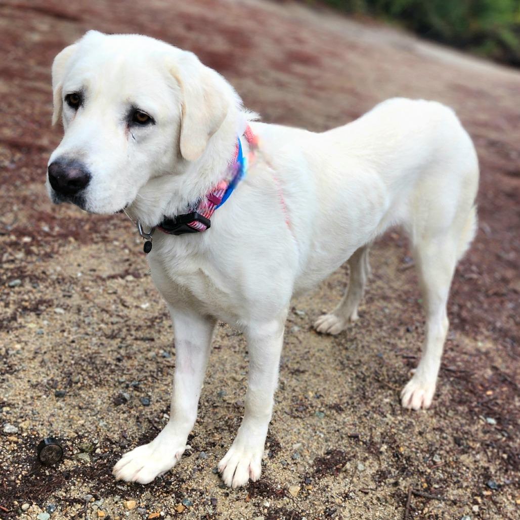 Enlarge Hilda (C000-705) - Chino Hills Location, a Adoptable Great Pyrenees in Chino Hills, CA image 4/6