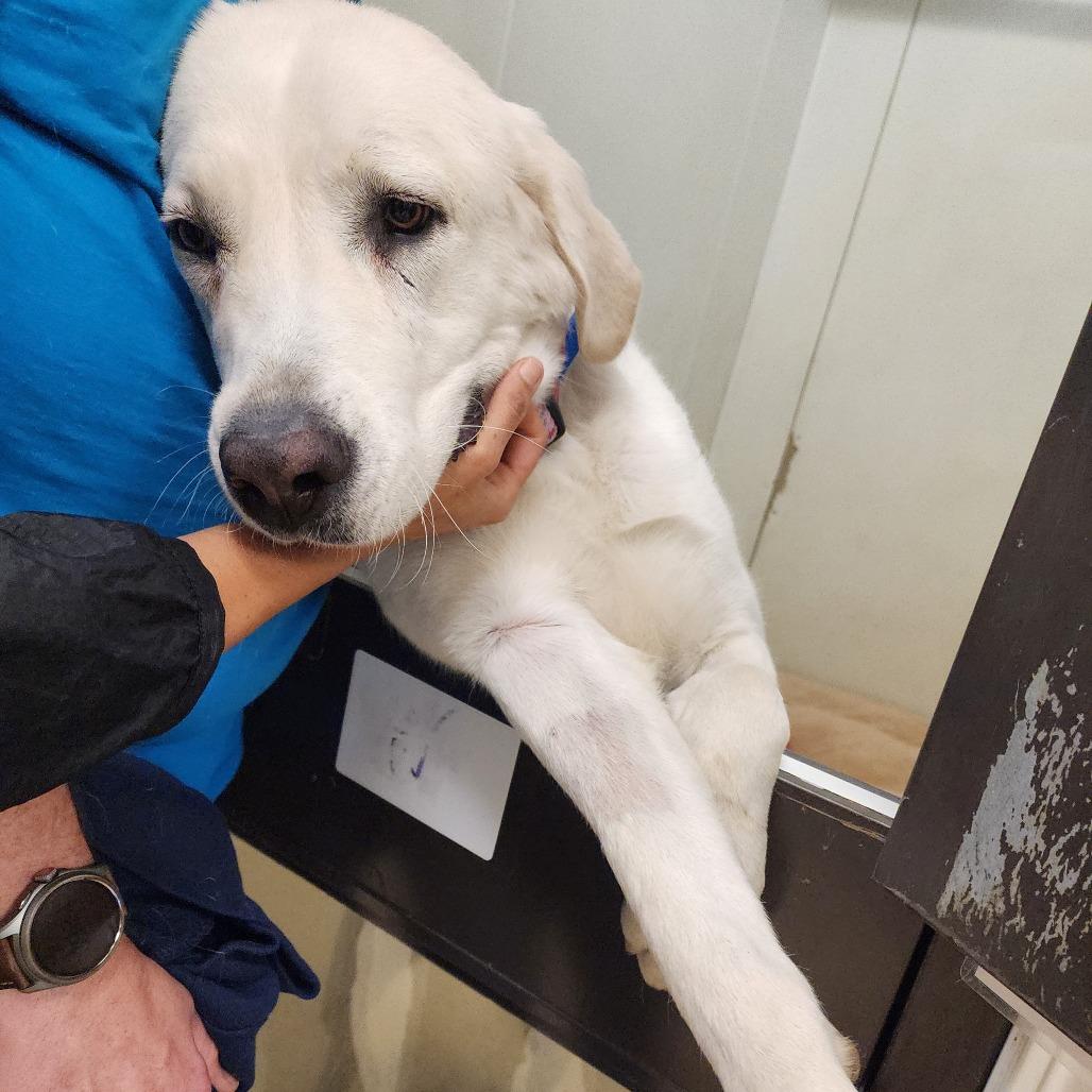 Enlarge Hilda (C000-705) - Chino Hills Location, a Adoptable Great Pyrenees in Chino Hills, CA image 6/6