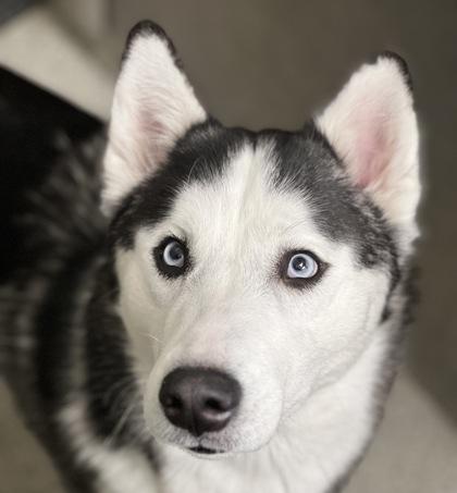 Enlarge Sinatra , an adoptable mixed breed in Sacramento, CA image 1/3