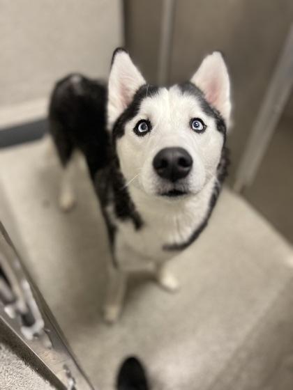 Enlarge Sinatra , an adoptable mixed breed in Sacramento, CA image 3/3