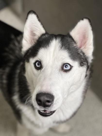 Enlarge Sinatra , an adoptable mixed breed in Sacramento, CA image 2/3