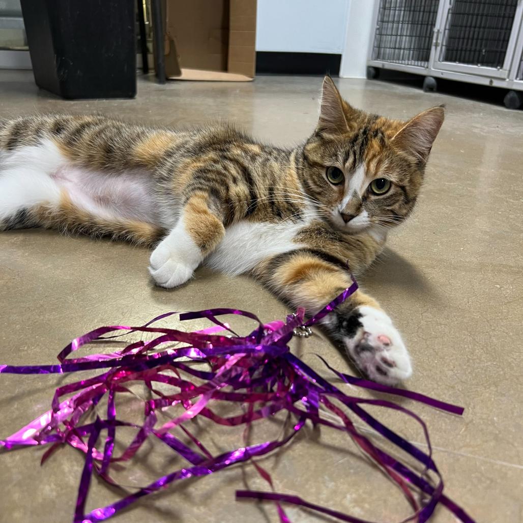 Orla, Adoptable, Adult Female Domestic Short Hair.