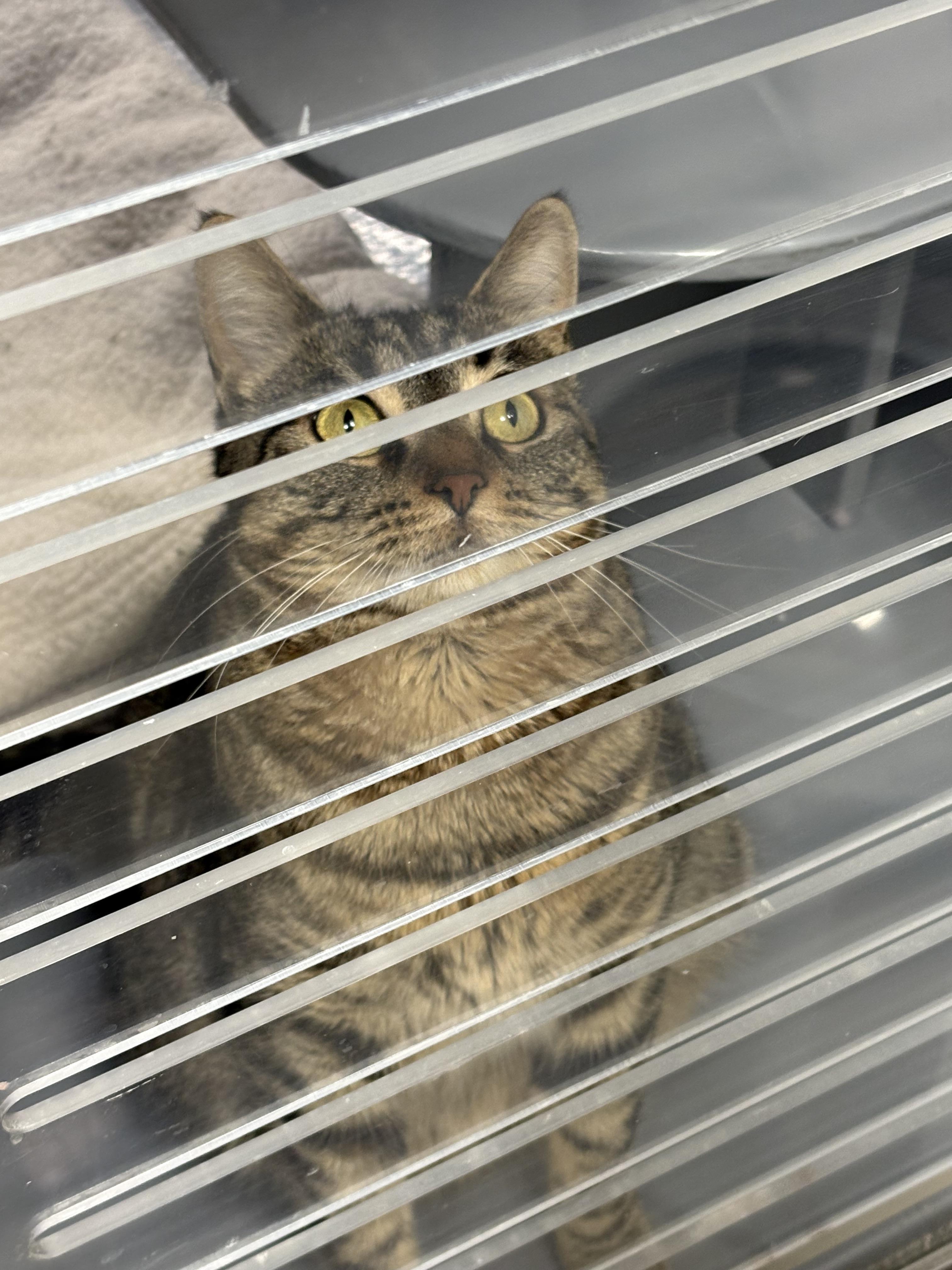 Cotton, adoptable, Adult Female Domestic Short Hair.