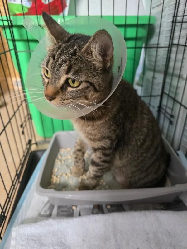 Enlarge Cotton, a Adoptable Domestic Short Hair in Zimmerman, MN image 1/1