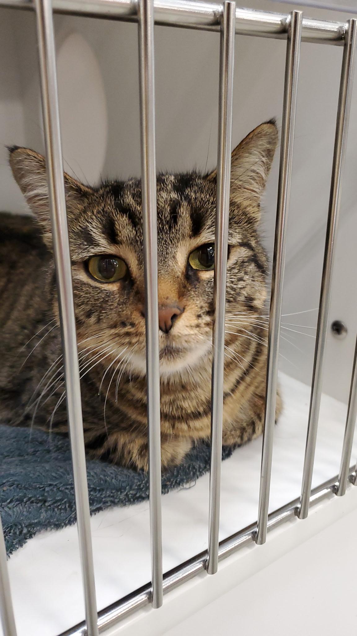 Enlarge Cotton, an adoptable Domestic Short Hair in Zimmerman, MN image 1/1
